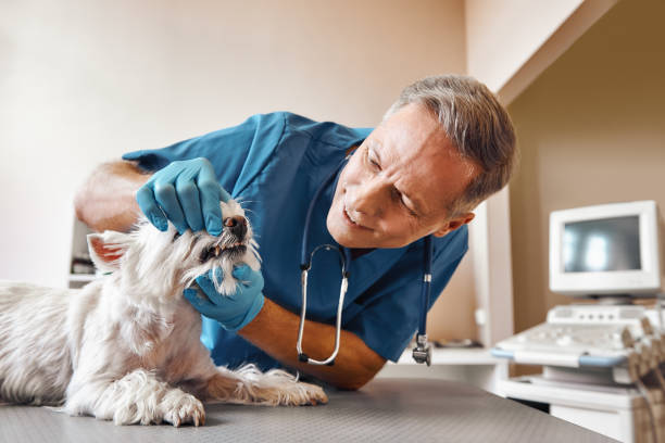 Best Emergency Dental Care for Broken or Chipped Teeth in Briggs, OK